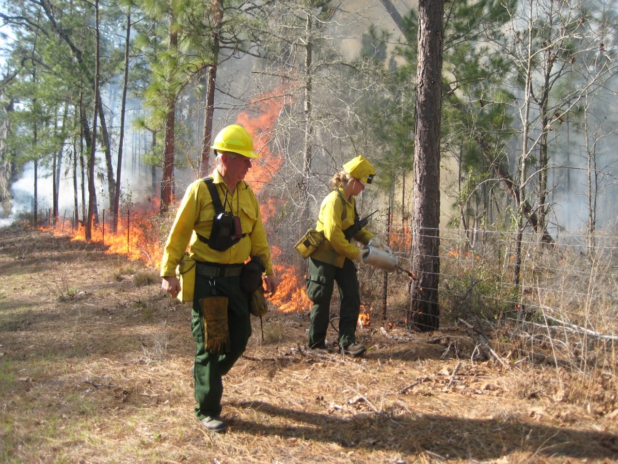 Firefighters conducting a controlled burn.