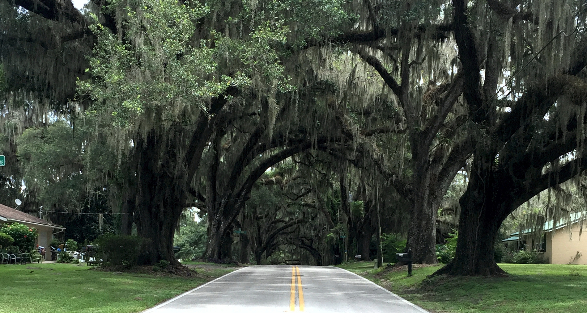 The Avenue of the Oaks in Floral City was created over 100 years ago. 