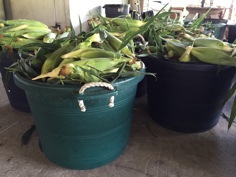 Bushels of Number 1 corn, ready for sale. Best way to cook it is 2 minutes in the microwave on high. Then peel and eat!