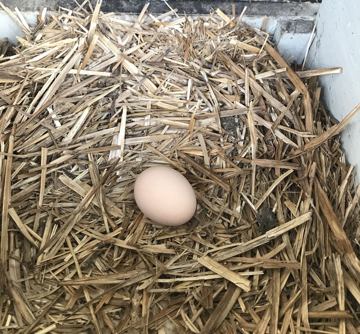 egg in a nest