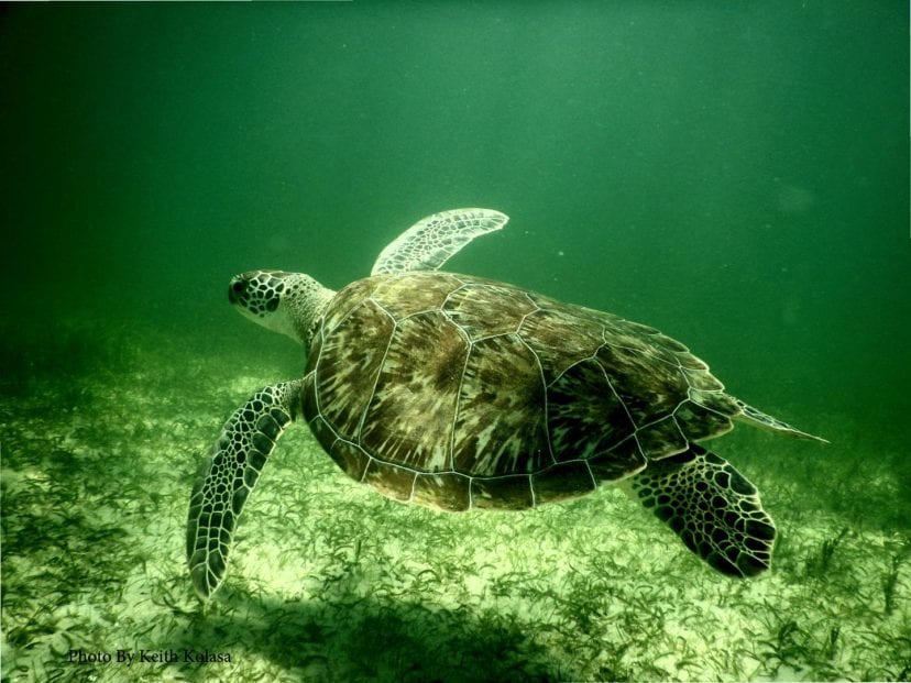 Green sea turtle swimming around the Bendickson Reef.