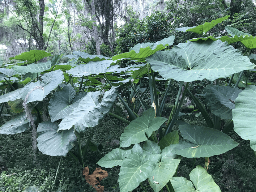 Five to six foot tall elephant ear plants with blooms on them.