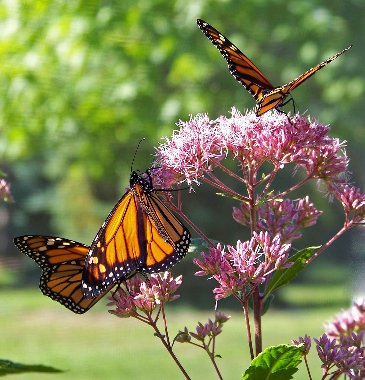 monarch butterflies standing on flowers
