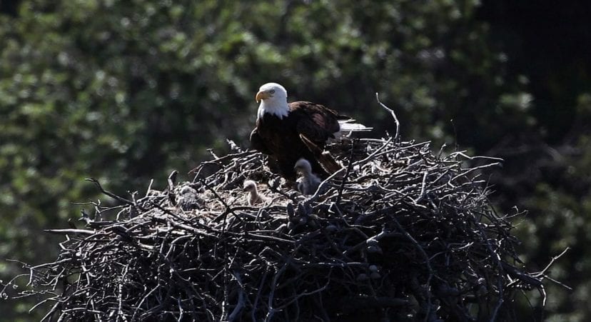 You may see an eagle’s nest with eaglets if you are very observant on the Eagle Trail – and it is a good idea to bring binoculars!