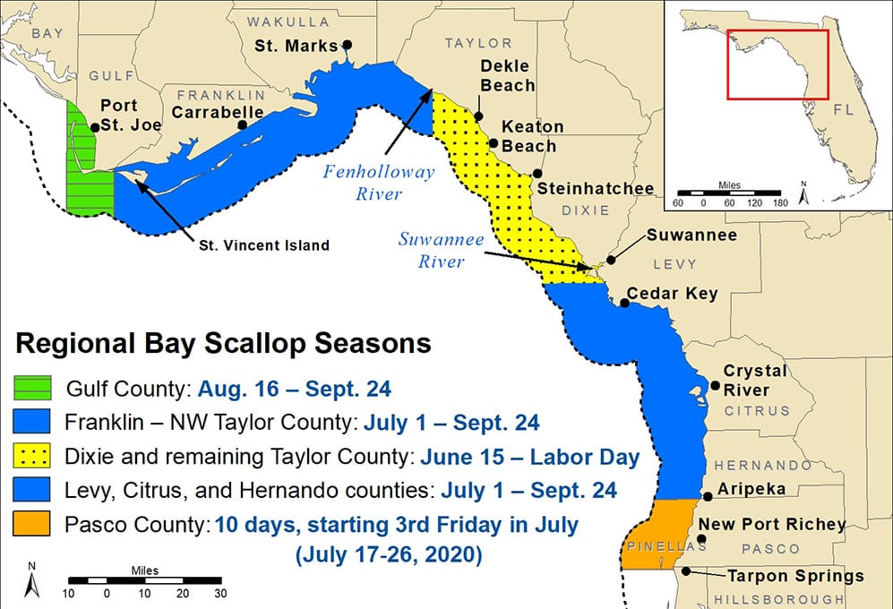bay scallop season fwc regularion