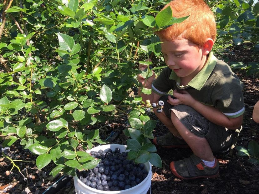 boy picking blueberries