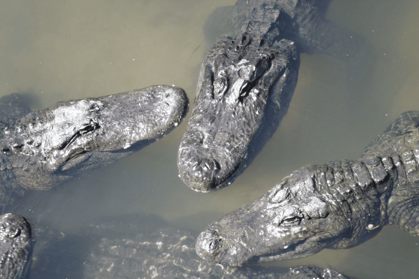 Alligator Awareness-Sally White