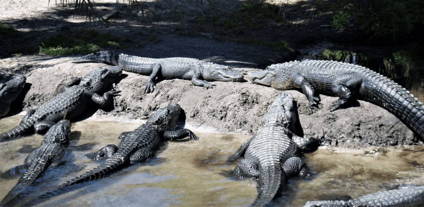 American Alligators in Florida_Sally White