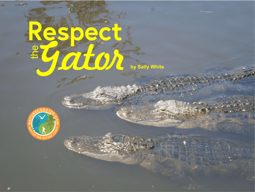 american alligator rules