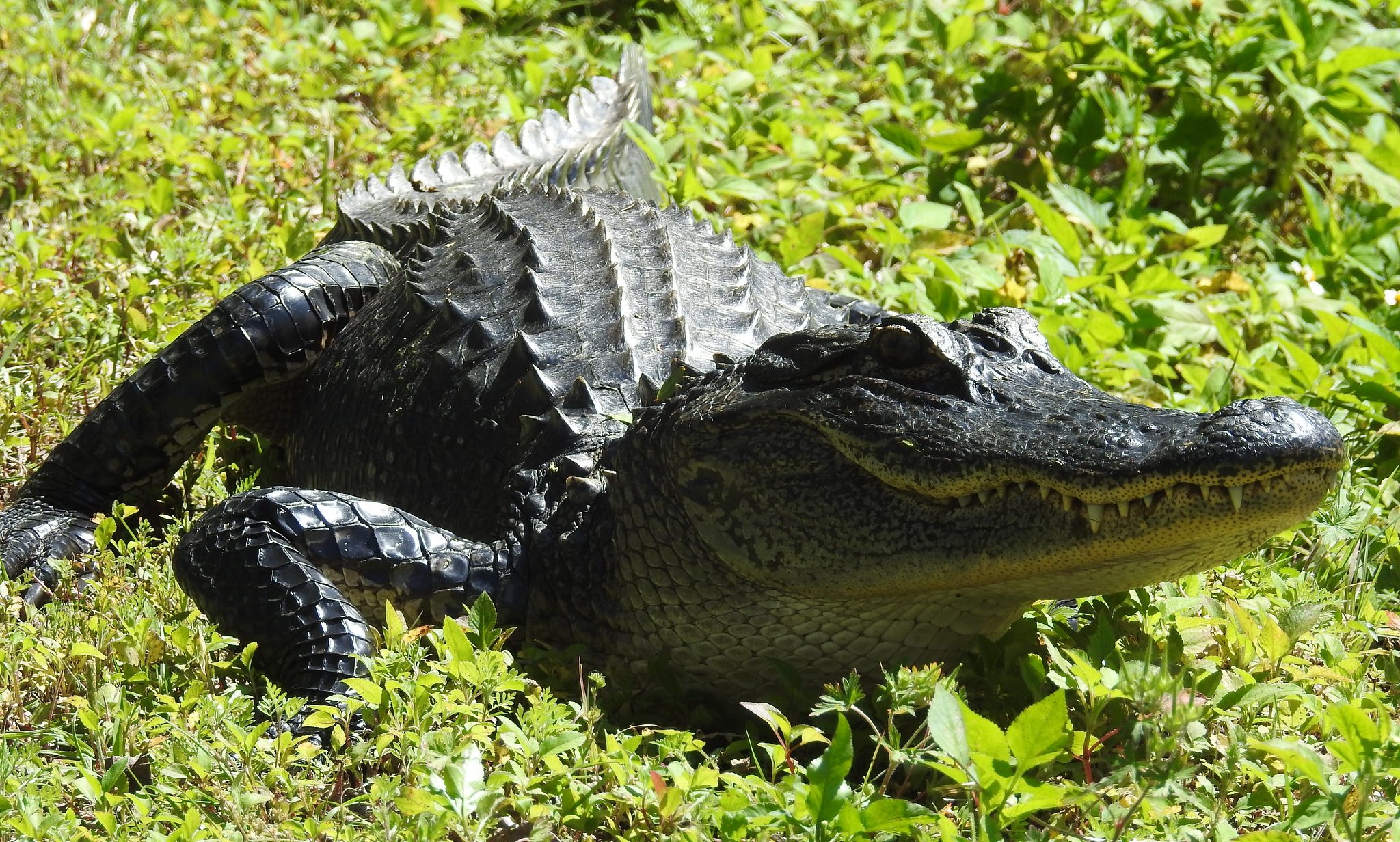 Be Alligator Aware for Florida's Alligator Mating Season