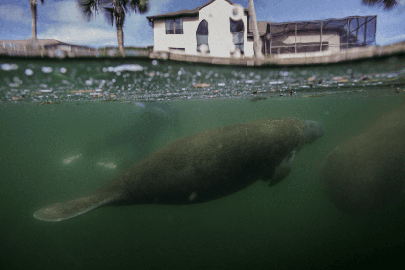 manatee in crystal river