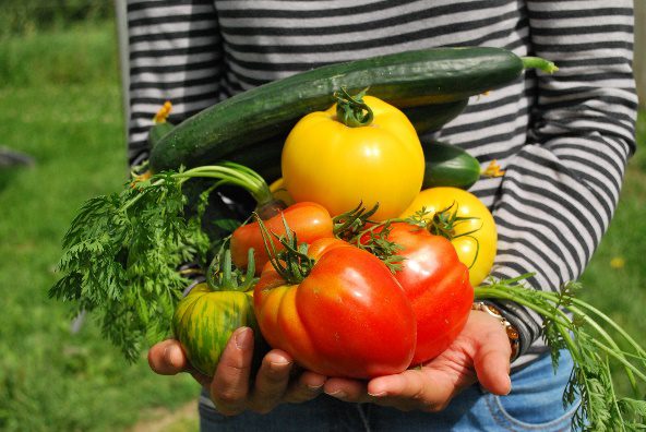 Harvest healthy new habits and food this growing season. The UF/IFAS Pasco County Extension Community Garden Program is now leasing FREE garden plots to Pasco residents.