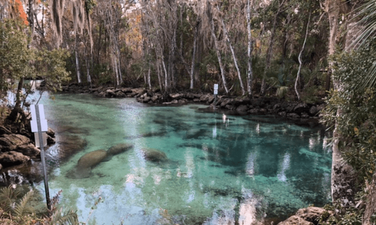 see manatees in crystal river