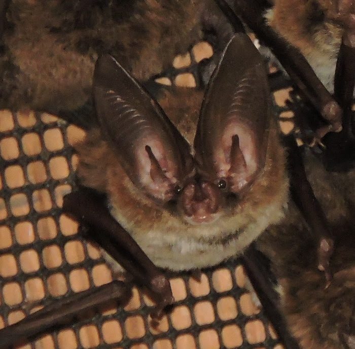 The Florida Fish and Wildlife Conservation Commission (FWC) is reminding property owners to check your home and other man-made structures for bats.