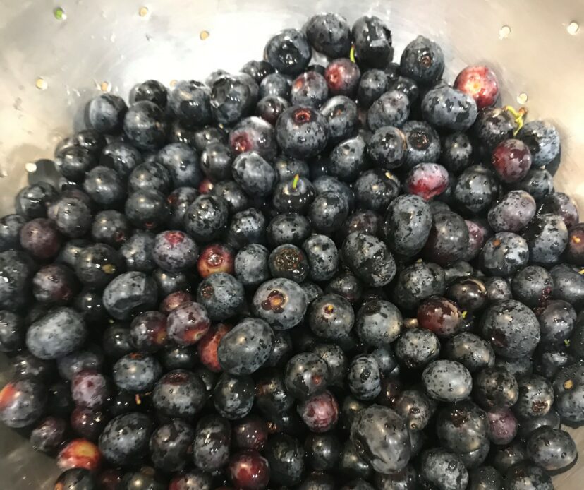 freshly picked blueberries washed