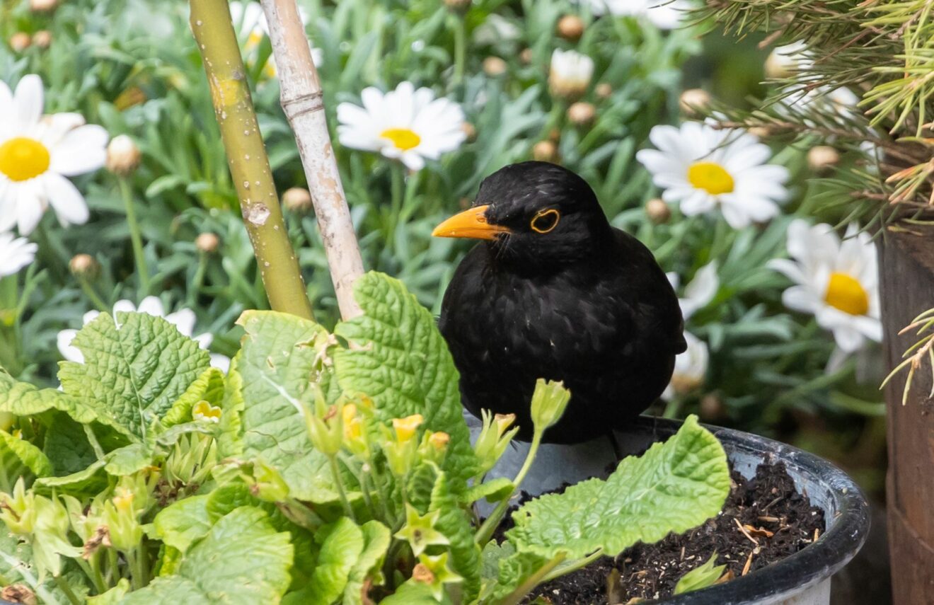 Birds of a Feather presents 13 Ways of Looking at a Blackbird Art Exhibit