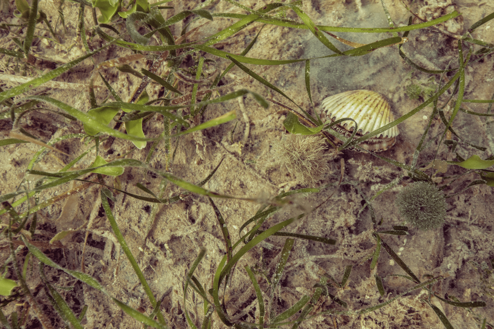 Scallops are found throughout the Nature Coast region in shallow depths, growing among the seagrass.