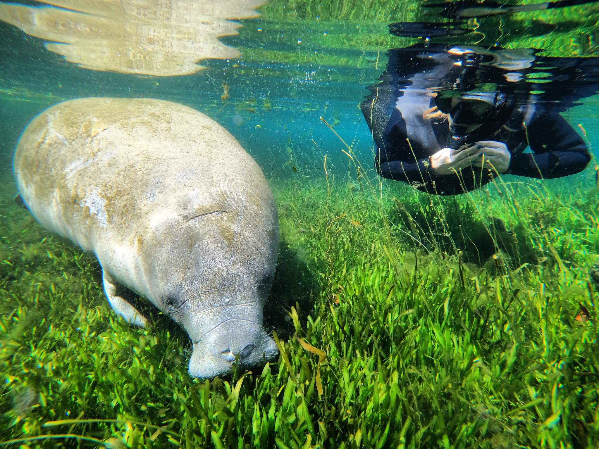 manatee and diver underwater crystal river