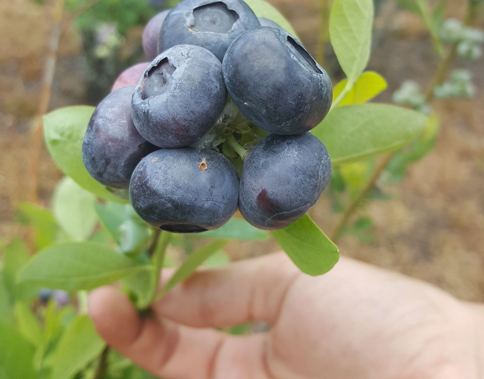 fresh florida blueberries