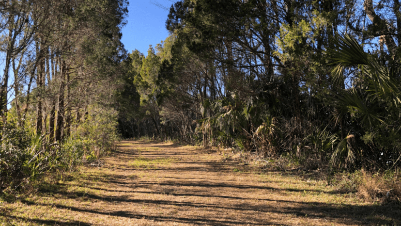 A tree lined lane at the crossroads on Crystal River's Crystal Cove Trail _Photo by Sally White