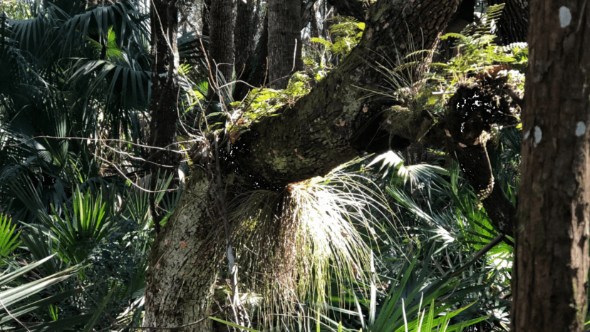 Airplants-fill-niches-in-every-elbow-and-crook-of-the-oaks-along-the-trail-_Photo-by-Sally-White