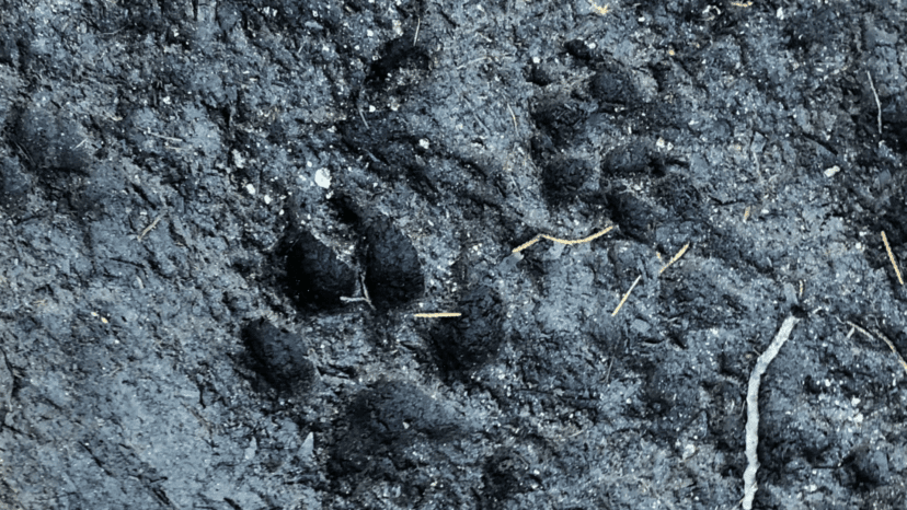 Animal tracks on Crystal Cove Trail. Photo by Sally White