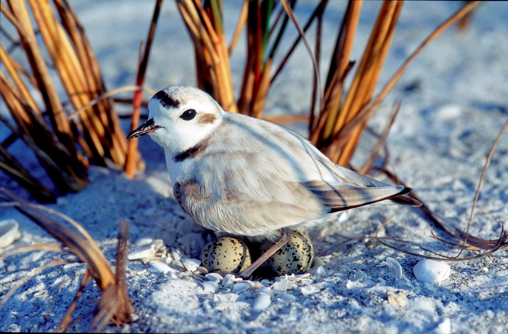 snowy plover nesting
