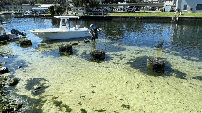 Eel grass covers at Scott Springs Park