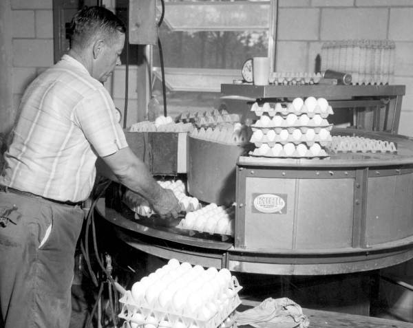 processing eggs masaryktown