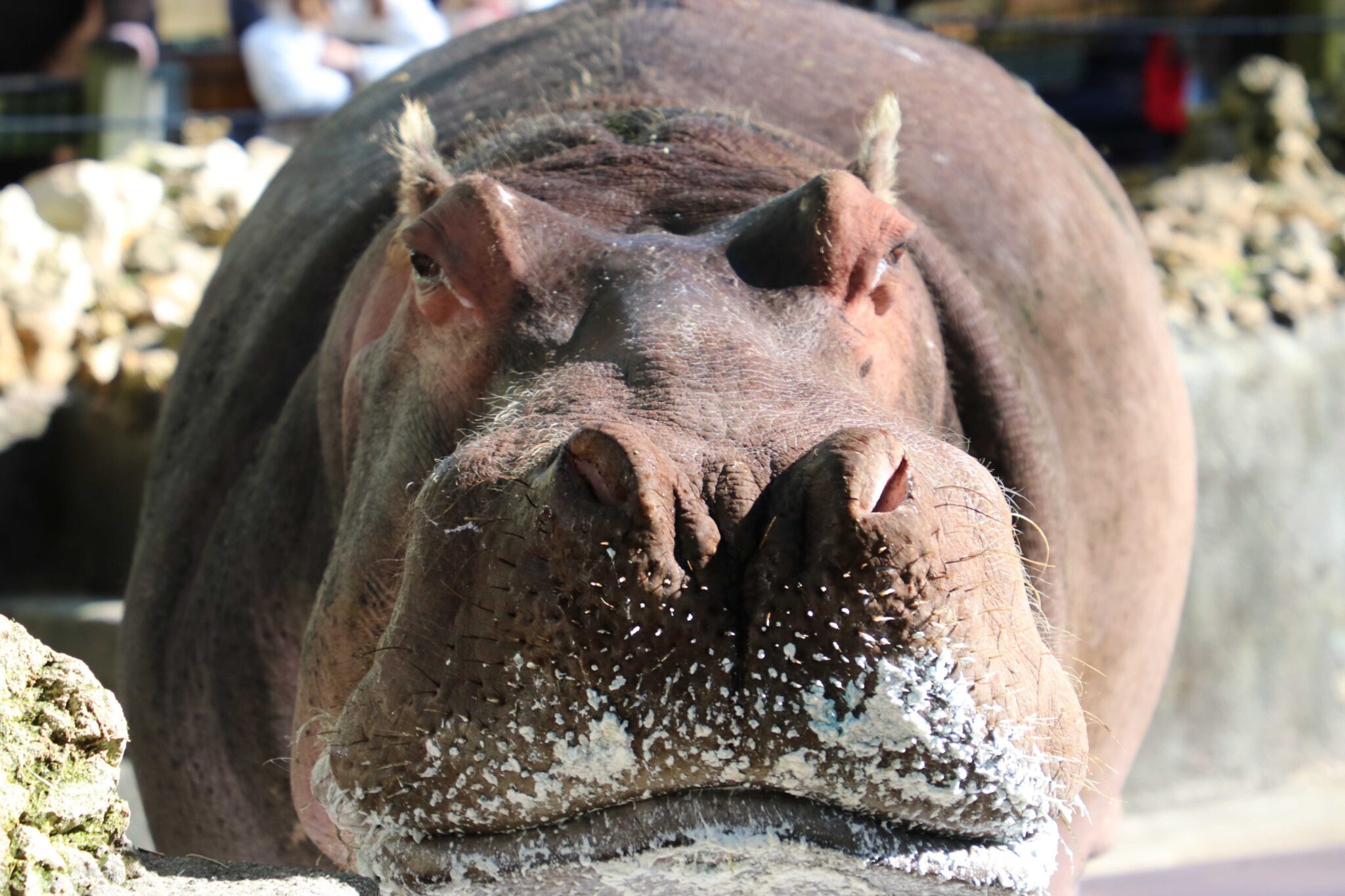 Lu the Hippo Monumental 63rd Birthday