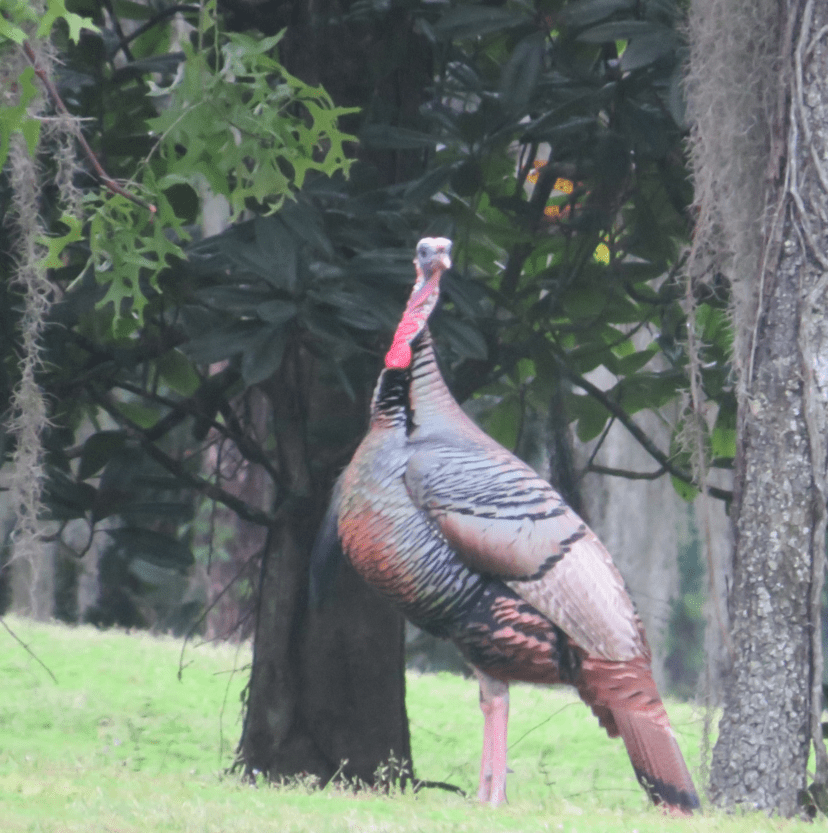Male turkey in florida