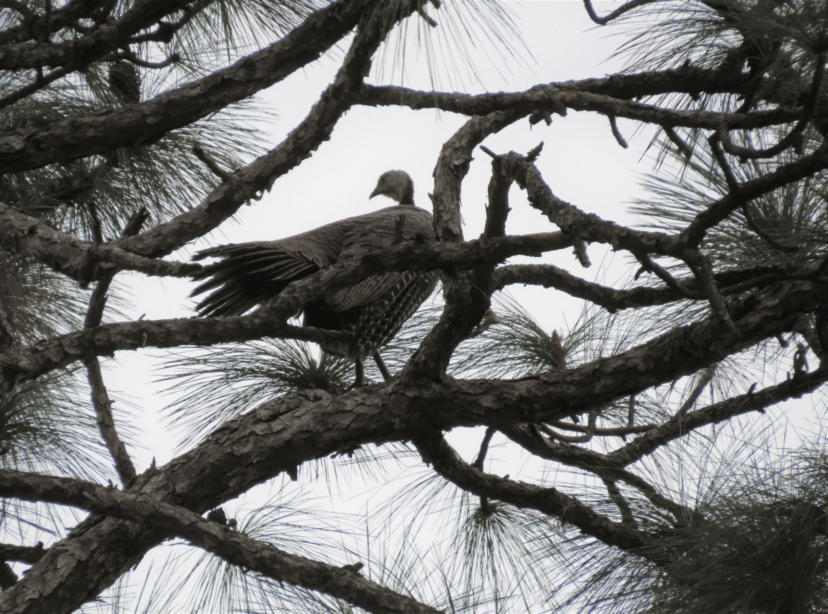 florida turkey in a tree