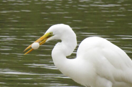 Great White Egret with Pufferfish