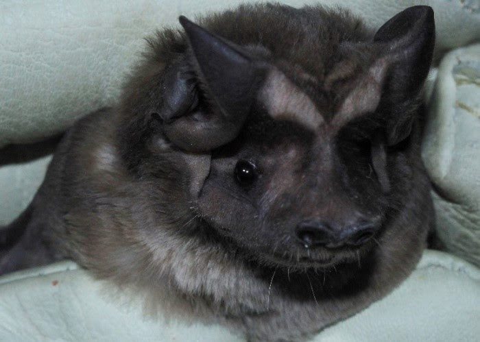 Bat Maternity Season