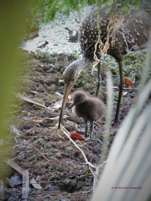 Limpkin with chick