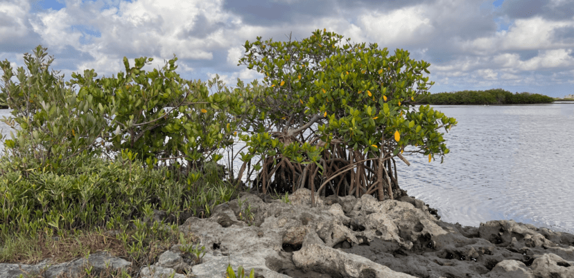 all about mangroves