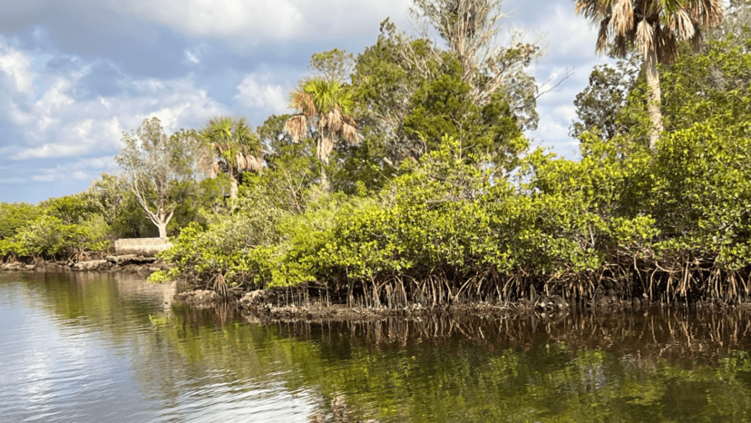 mangrove shoreline