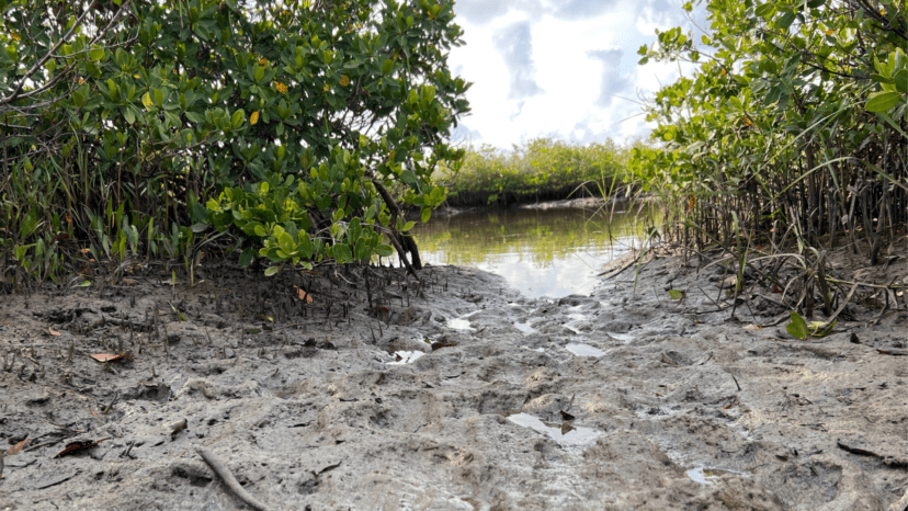 mangroves in the nature coast