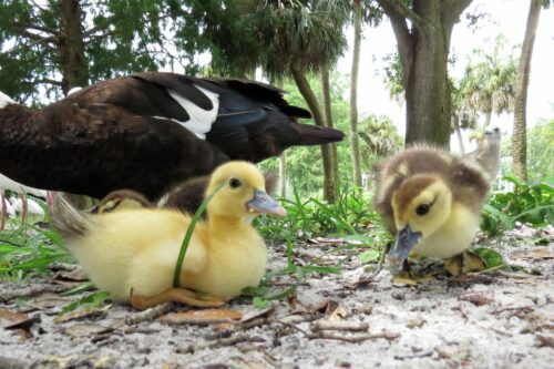 Muscovey Ducklings