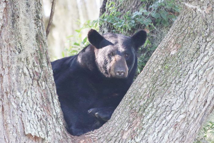 Be BearWise® as bears become more active in fall